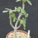 Hot Dorstenia Lavrano 10341 Exotic Rare Seed Cacti 10 Seeds