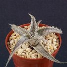 Hot Dyckia Marnier Lapostollei Rare Succulent Plant Cacti 4