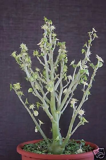 Hot Dorstenia Hildebrantii @ Rare Caudex Bonsai Caudiciform Succulents Seed 10 Seeds