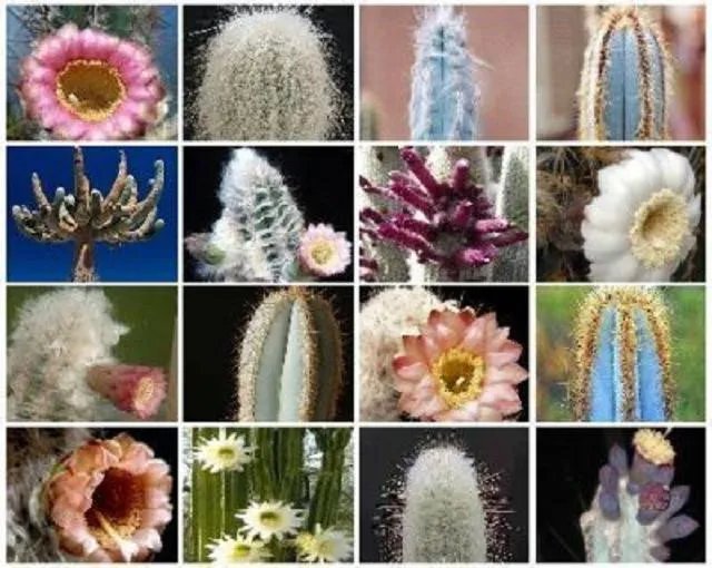 Hot Columnar Cacti Mix @ Outdoor Rare Cactus Seed 300 Seeds