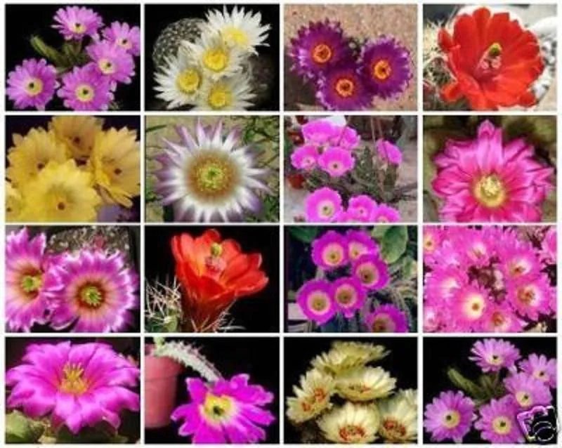 Hot Echinocereus Variety Mix Exotic Flowering Cacti Rare Flower Cactus Seed 50 Seeds