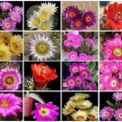 Hot Echinocereus Variety Mix Exotic Flowering Cacti Rare Flower Cactus Seed 50 Seeds