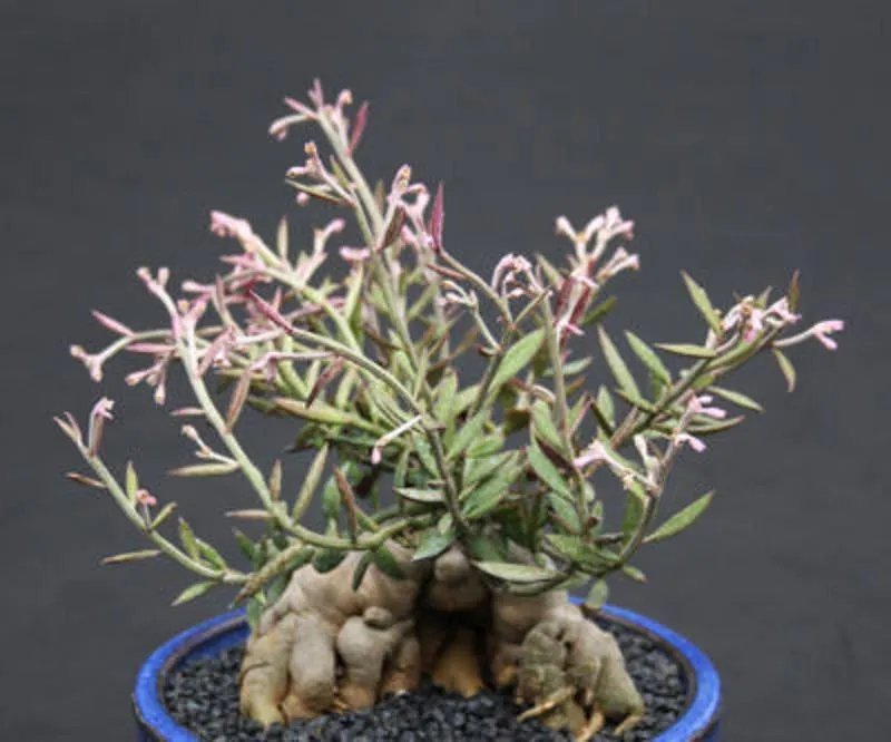Hot Monadenium Rubellum Caudex Bonsai Cactus Seed 10 Seeds