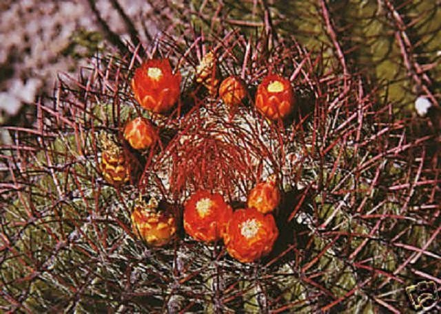 Hot Ferocactus Pringlei Exotic Gigant Golden Barrel Cacti Rare Cactus Seed 20 Seeds