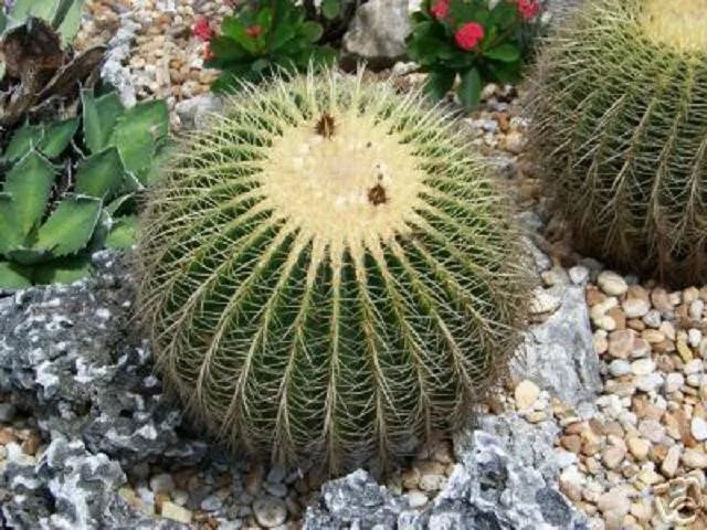 Hot Echinocactus Grusonii Golden Barrel Cacti Rare Cactus Seed 20 Seeds