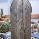 Hot Astrophytum Columnare, Cacti Rare Cactus Seed 15 Seeds