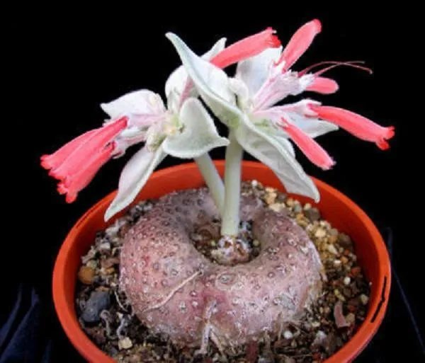 Hot Sinningia Leucotricha @ Rare Caudex Plant Seed 10 Seeds