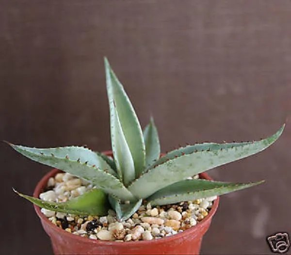 Hot Agave Guiengola Exotic Rare Succulent Plant Bonsai Outdoor Caudex Cactus Cacti 4