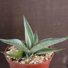 Hot Agave Guiengola Exotic Rare Succulent Plant Bonsai Outdoor Caudex Cactus Cacti 4