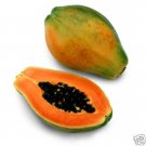 Hot Papaya Red Flesh @@ Exotic Tropical Fruit Seed 30 Seeds