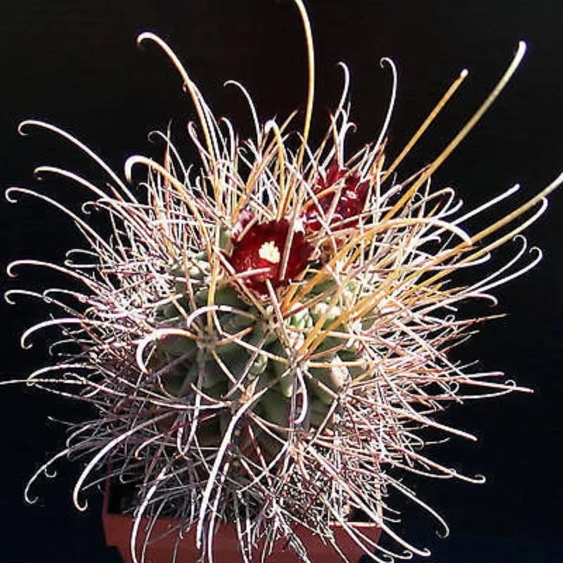 Hot Sclerocactus Wrightii, Rare Cacti Cactus Seed 20 Seeds