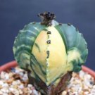 Hot Astrophytum Cuadricostatum Variegated Rare Exotic Cactus Succulent Seed 10 Seeds Hot Astrophytum Cuadricostatum Variegated Rare Exotic Cactus Succulent Seed 10 Seeds