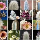 Hot Columnar Cacti Mix @ Outdoor Rare Cactus Seed 100 Seeds