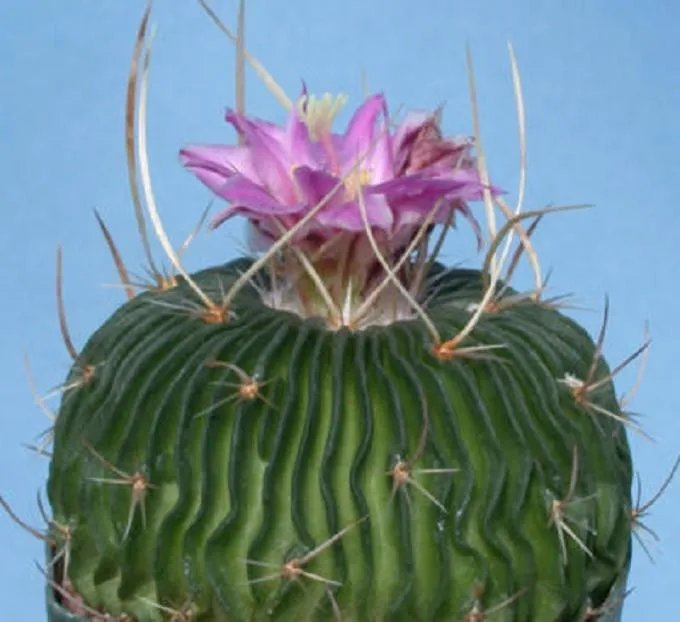 Hot Stenocactus Multicostatum @J@ Cactus Rare Seed 10 Seeds