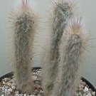 Hot Austrocephalocereus Dybowskii Rare Cactus Seed 20 Seeds