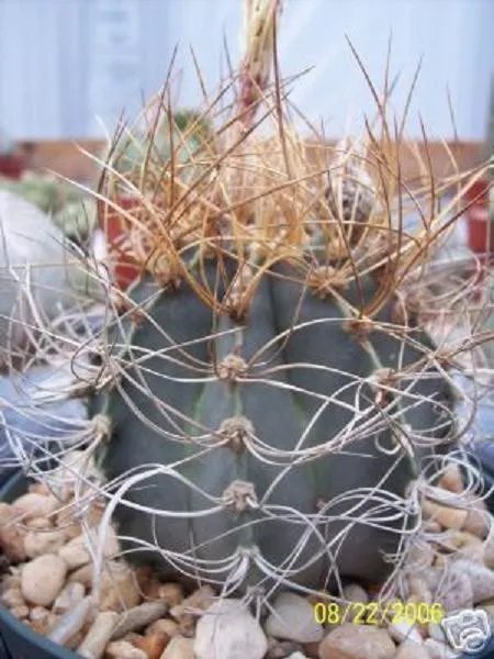 Hot Astrophytum Senile Aureum Rare Cactus Seed Cacti Seeds 20