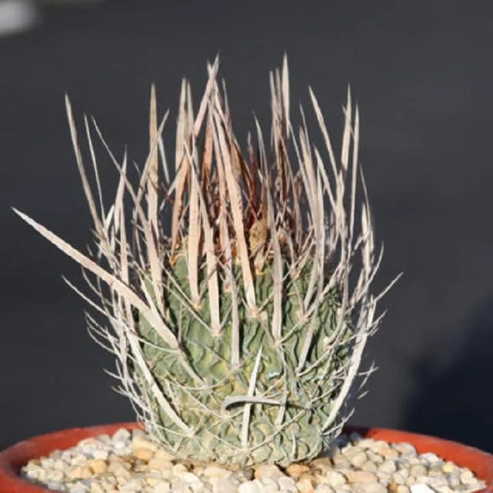 Hot Stenocactus Crispatus Longispinus @@ Rare Seed 10 Seeds