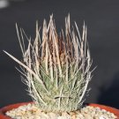Hot Stenocactus Crispatus Longispinus @@ Rare Seed 10 Seeds