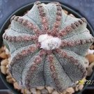 Hot Astrophytum Multicostatum 10 Rare Cactus Seed 15 Seeds