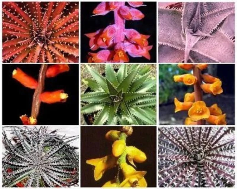 Hot Dyckia Mix Exotic Succulent Cactus Hetchia Cacti Xeriscaping Aloe Seed 25 Seeds