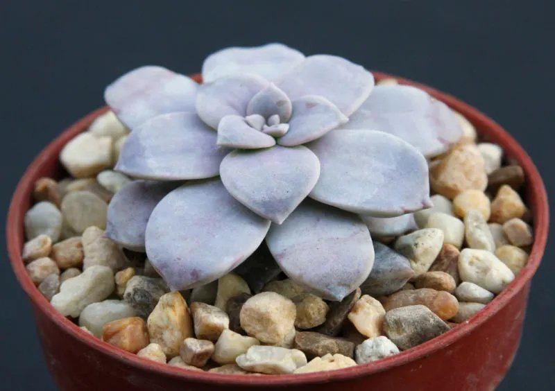Hot Graptopetalum Pentandrum Rare Flower Succulent Plant 4""