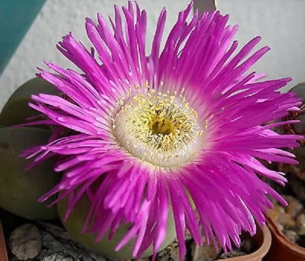 Hot Argyroderma Delaetii Rare Mesemb Cactus Seed 20 Seeds