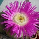 Hot Argyroderma Delaetii Rare Mesemb Cactus Seed 20 Seeds