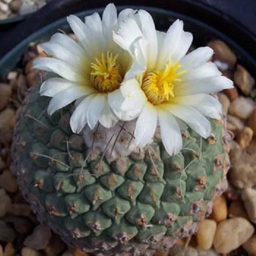 Hot Strombocactus Disciformis @J@ Rare Cactus Seed 30 Seeds
