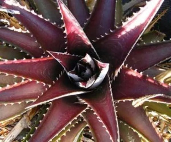 Hot Dyckia Platyphylla Exotic Bromeliad Rare Color Flowering Succulent Seed 25 Seeds