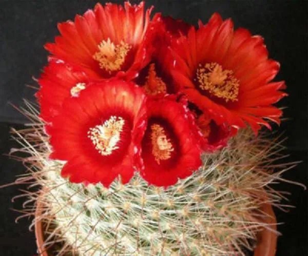 Hot Parodia Sanguiniflora @ Rare Cacti Cactus Seed 25 Seeds