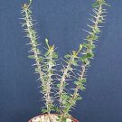 Hot Euphorbia Guillemetii Hybrid Rare Succulent Plant 4""Pot