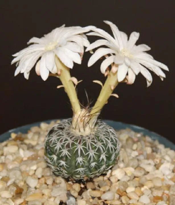 Hot Discocactus Horstii Hyb Cacti Rare Cactus Seed 15 Seeds