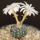 Hot Discocactus Horstii Hyb Cacti Rare Cactus Seed 15 Seeds