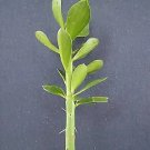 Hot Pereskia Lychnidiflora @ Rare Succulent Plant Cactus 4""