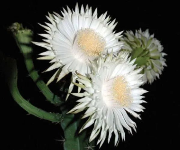 Hot Acanthocereus Tetragonus Florida Native Cereus Tall Cactus Seed Cacti 10 Seeds