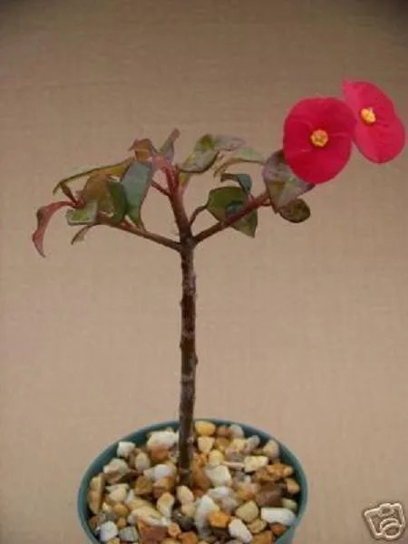 Hot Euphorbia Geroldii @@ Spineless Red Flower Rare Succulent Exotic Plant Cacti 4""
