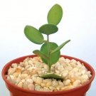 Hot Xerosicyos Danguyi, Rare Succulent Plant Cactus Vine 4""