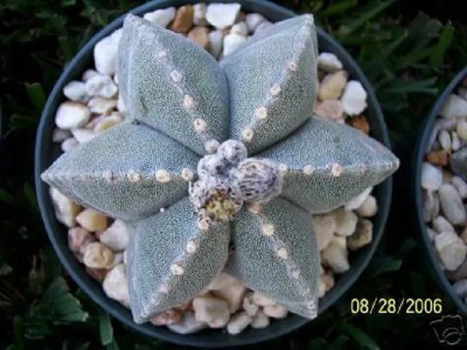 Hot Astrophytum Multicostatum 6 Rare Cactus Seed 15 Seeds