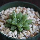 Hot Haworthia Turgida, Exotic Rare Succulent Plant Cacti 4""