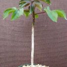 Hot Jatropha Gossypiifolia Rare Succulent Plant Cacti 6 Pot
