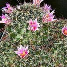 Hot Mammillaria Mainiae @J@ Cacti Rare Cactus Seed 20 Seeds