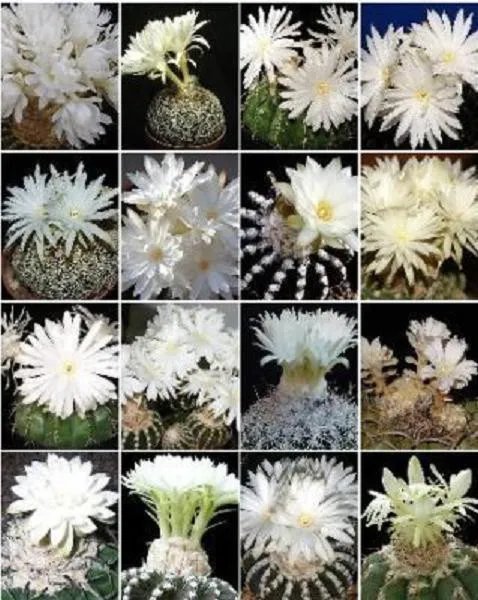 Hot Discocactus Variety Mix Cactus Cacti Rare Seed 20 Seeds