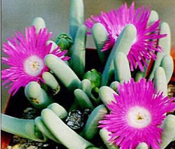 Hot Argyroderma Fissum, @J@ Rare Mesem Cactus Seed 20 Seeds