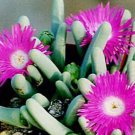Hot Argyroderma Fissum, @J@ Rare Mesem Cactus Seed 20 Seeds