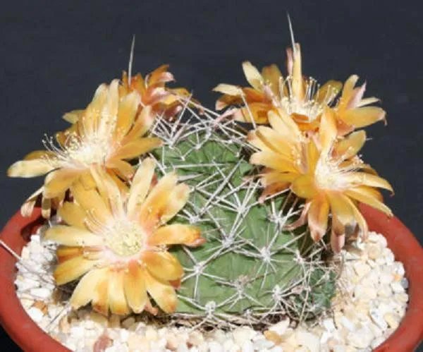 Hot Echinopsis Ssp Rossii Lobivia Cactus Rare Seed 20 Seeds
