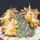 Hot Echinopsis Ssp Rossii Lobivia Cactus Rare Seed 20 Seeds