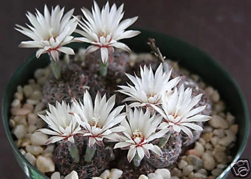 Hot Gymnocalycium Mesopotamicum, Rare Cactus Cacti 20 Seeds
