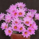Hot Mammillaria Shumannii, Exotic Rare Cactus Seed 15 Seeds