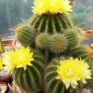 Hot Parodia Warasii @ Cacti Rare Cactus Notocactus 25 Seeds