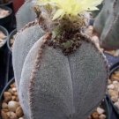 Hot Astrophytum Cuadricostatum Rare Cactus Seed 15 Seeds